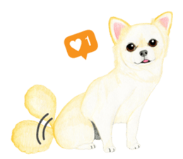 Chihuahua Sticker (English) sticker #7028163