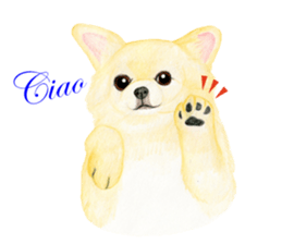 Chihuahua Sticker (English) sticker #7028164