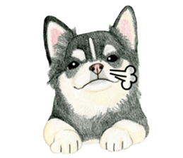 Chihuahua Sticker (English) sticker #7028166