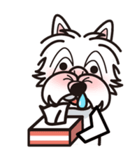 iinu - West Highland White Terrier sticker #7048059
