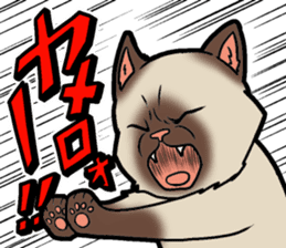 Kitan Club Japanese Cat "KUITOMERU-NYA" sticker #7057052