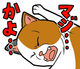Kitan Club Japanese Cat "KUITOMERU-NYA" sticker #7057067