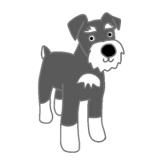 Schnauzers, sometimes look like a grampa