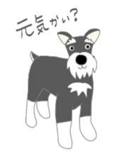 Schnauzers, sometimes look like a grampa sticker #7066545