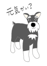 Schnauzers, sometimes look like a grampa sticker #7066545