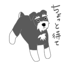 Schnauzers, sometimes look like a grampa sticker #7066546