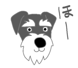 Schnauzers, sometimes look like a grampa sticker #7066547