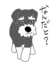 Schnauzers, sometimes look like a grampa sticker #7066548