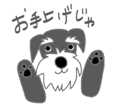 Schnauzers, sometimes look like a grampa sticker #7066549