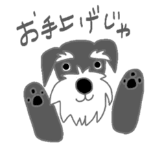 Schnauzers, sometimes look like a grampa sticker #7066549