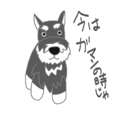 Schnauzers, sometimes look like a grampa sticker #7066550