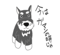 Schnauzers, sometimes look like a grampa sticker #7066550