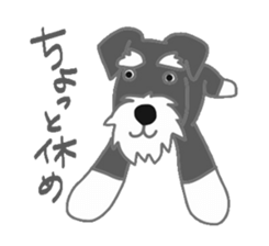 Schnauzers, sometimes look like a grampa sticker #7066553