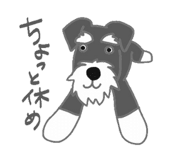 Schnauzers, sometimes look like a grampa sticker #7066553