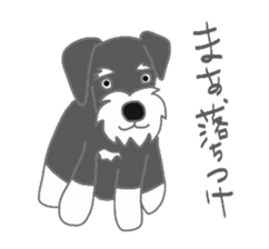 Schnauzers, sometimes look like a grampa sticker #7066554