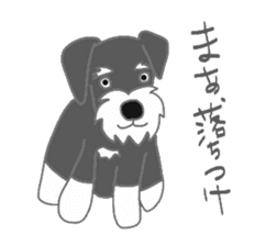 Schnauzers, sometimes look like a grampa sticker #7066554