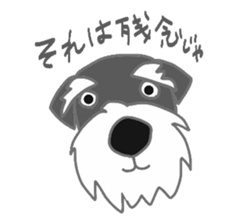 Schnauzers, sometimes look like a grampa sticker #7066556