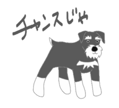 Schnauzers, sometimes look like a grampa sticker #7066557