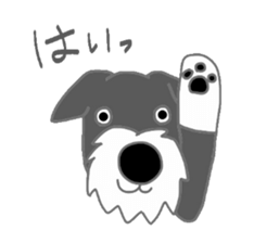 Schnauzers, sometimes look like a grampa sticker #7066558