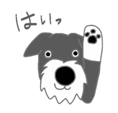 Schnauzers, sometimes look like a grampa sticker #7066558