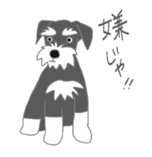 Schnauzers, sometimes look like a grampa sticker #7066563