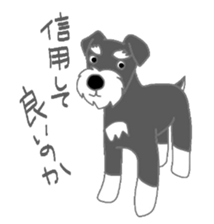 Schnauzers, sometimes look like a grampa sticker #7066565