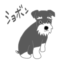 Schnauzers, sometimes look like a grampa sticker #7066571