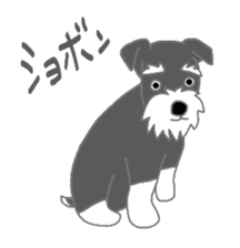 Schnauzers, sometimes look like a grampa sticker #7066571