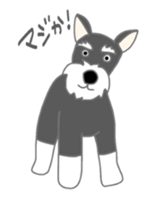 Schnauzers, sometimes look like a grampa sticker #7066572