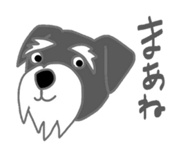 Schnauzers, sometimes look like a grampa sticker #7066573