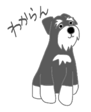 Schnauzers, sometimes look like a grampa sticker #7066575