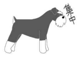 Schnauzers, sometimes look like a grampa sticker #7066578