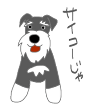 Schnauzers, sometimes look like a grampa sticker #7066579