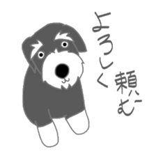 Schnauzers, sometimes look like a grampa sticker #7066581