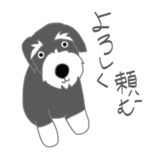 Schnauzers, sometimes look like a grampa sticker #7066581