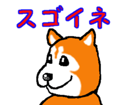 Shiba inu MOMO chan the third as well! 2 sticker #7082523