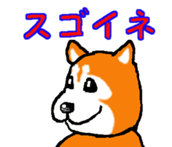 Shiba inu MOMO chan the third as well! 2 sticker #7082523