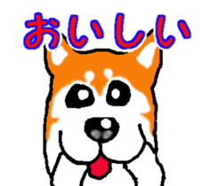 Shiba inu MOMO chan the third as well! 2 sticker #7082525