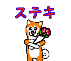 Shiba inu MOMO chan the third as well! 2 sticker #7082528