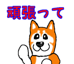 Shiba inu MOMO chan the third as well! 2 sticker #7082529