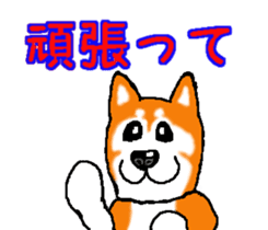 Shiba inu MOMO chan the third as well! 2 sticker #7082529