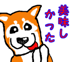 Shiba inu MOMO chan the third as well! 2 sticker #7082532