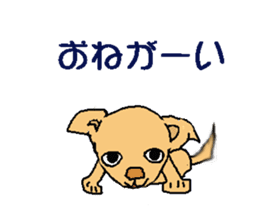 Chihua-tan of chihuahua sticker #7089561