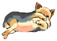 Every day Yorkshire terrier sticker #7094651