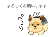 Every day Yorkshire terrier sticker #7094678