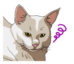 Free life cats part2 =Dog and Cat life= sticker #7112022