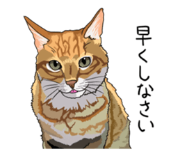 Free life cats part2 =Dog and Cat life= sticker #7112030