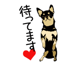 Chihuahua Coco & Louis and Friends vol.2 sticker #7112331