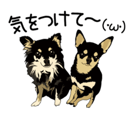 Chihuahua Coco & Louis and Friends vol.2 sticker #7112333