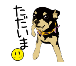 Chihuahua Coco & Louis and Friends vol.2 sticker #7112335